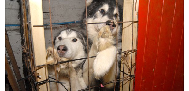 Dogs found at Leeds Vets