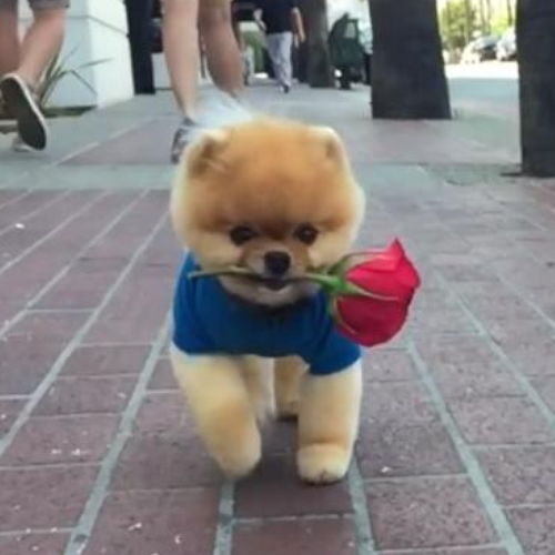 Valentine's Day Viral Video Jiff Pomeranian