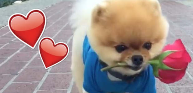 Jiff Valentine's Day Viral Video