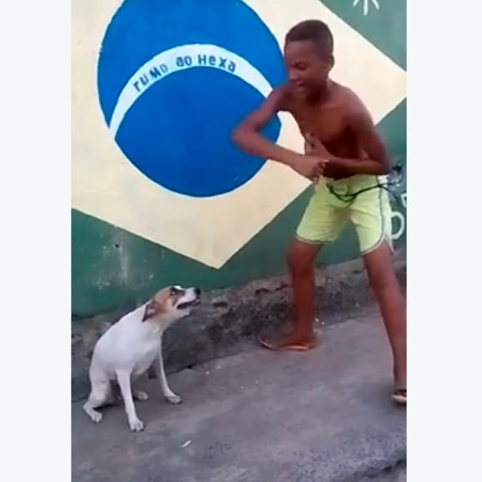 Brazil dancing dog. Dog twerking with Dancing.