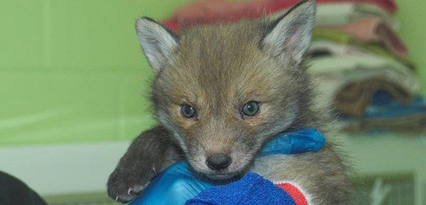 Nevada's being treated by the SSPCA