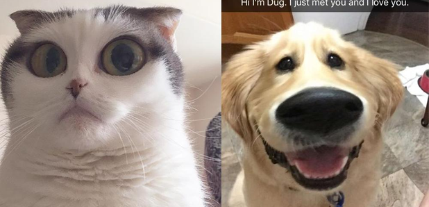 Snapchat filter Disney dogs, How to use cartoon face on your pet