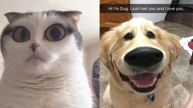 People Are Using Snapchat Filters On Their Pets And We Can't Even Deal With  How... - Capital