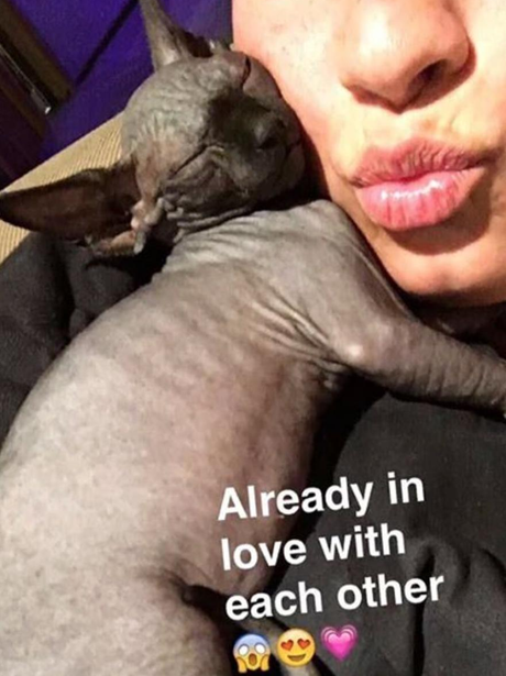Demi Lovato gets a bald new cat