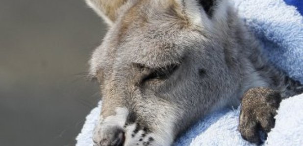 baby kangaroo