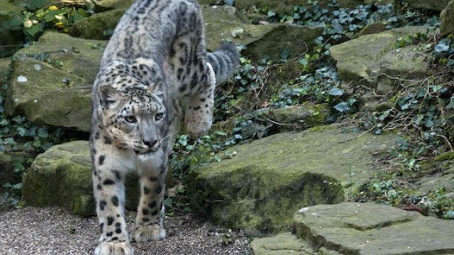 Nanga Snow Leopard Dudley Zoo