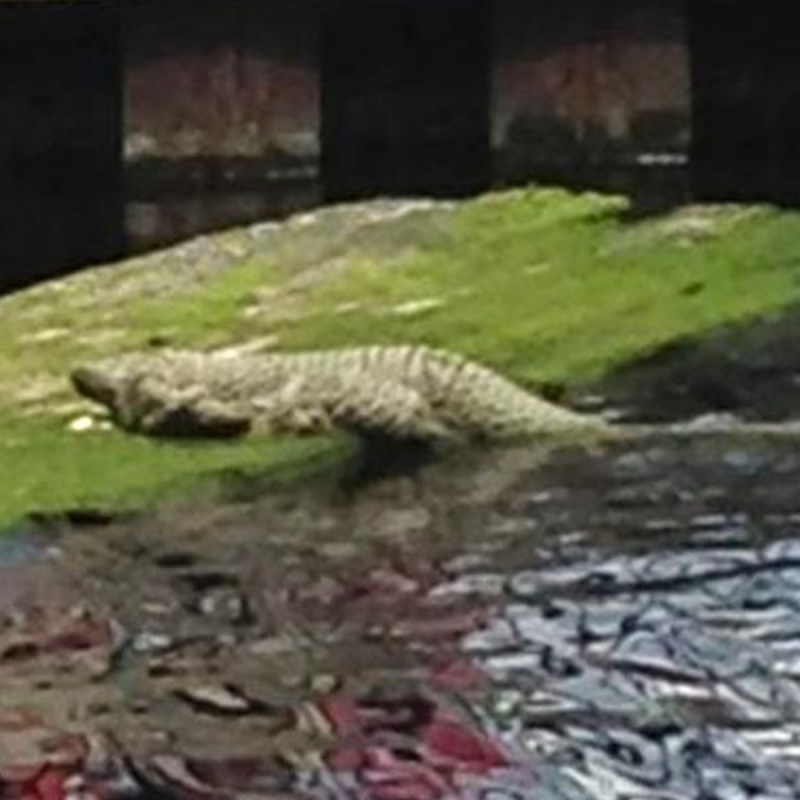 Loose Crocodile in London