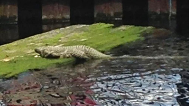 Crocodile in London