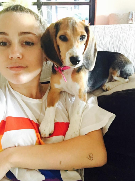 Miley Cyrus gets another new dog