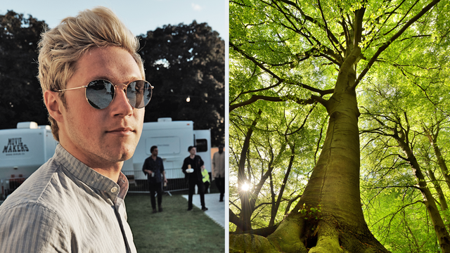 Niall Horan & Tree