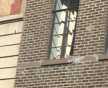 Taylor Swift's cat watches fan who wait outside he