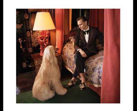 Tom Hiddleston for Gucci
