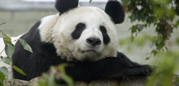 Edinburgh Zoo's giant panda Tian Tian