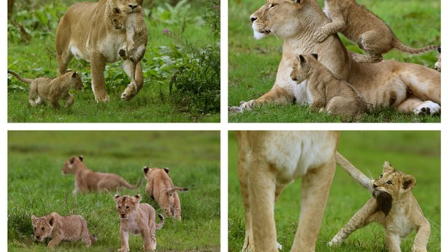 Lion Cubs at Blair Drummond