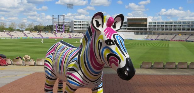 Marwell Zany Zebra Ageas Bowl