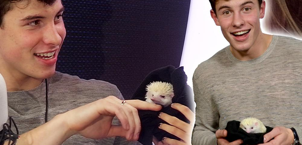 Shawn Mendes Hedgehog