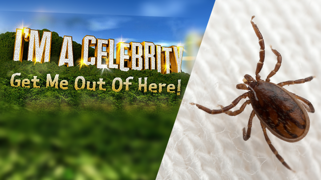 I'm A Celebrity Parasites