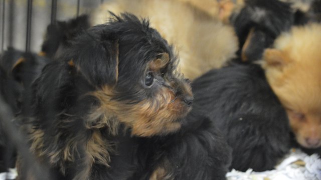 Close up of puppy rescued from illegal trade at Ho