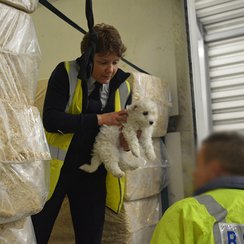 Puppies being rescued from illegal trade at Holyhe