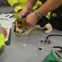 Puppy being checked by vet after rescue from illeg