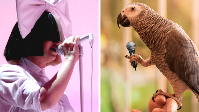 Parrot Singing Sia