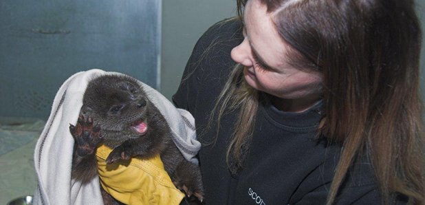 Rescued otter stream