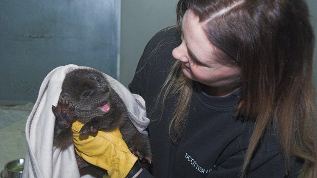 Rescued otter stream
