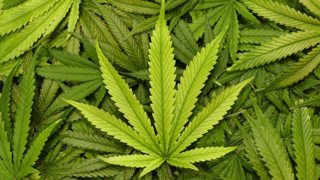 Weed cannabis stock image