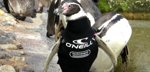 Ralph the penguin wetsuit at Marwell Zoo