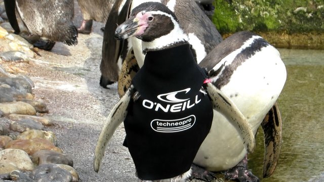 Ralph the penguin wetsuit at Marwell Zoo