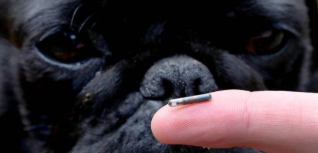Dog microchip