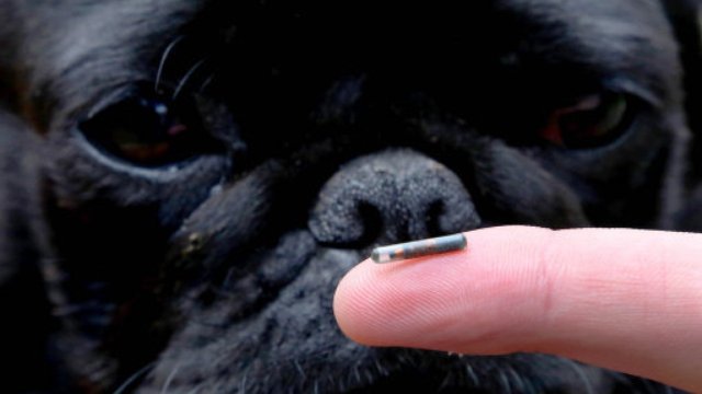 Dog microchip