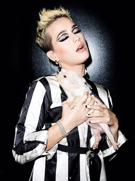 Katy Perry cuddles piglet