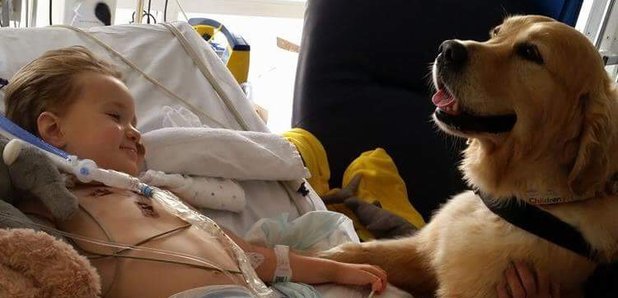 therapy dogs children Southampton hospitals