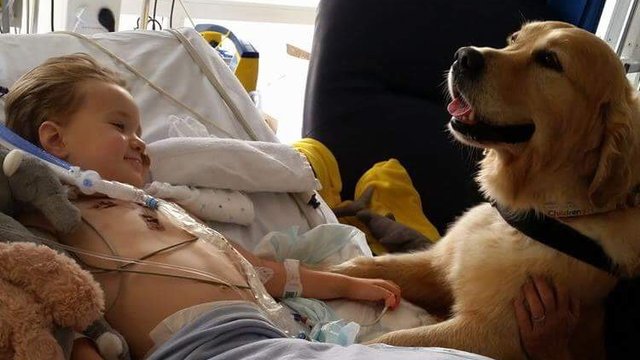 therapy dogs children Southampton hospitals