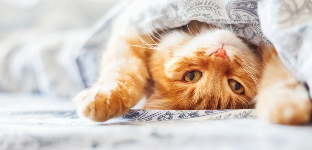 Cat under blanket