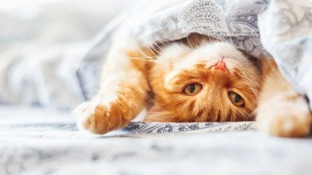 Cat under blanket 