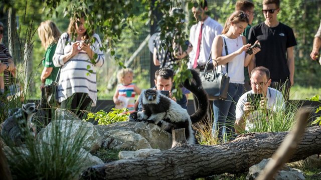 Lemur Loop Marwell Zoo