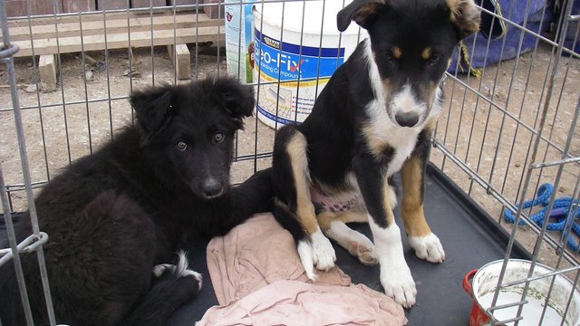 Puppies abandoned in Colwyn Bay