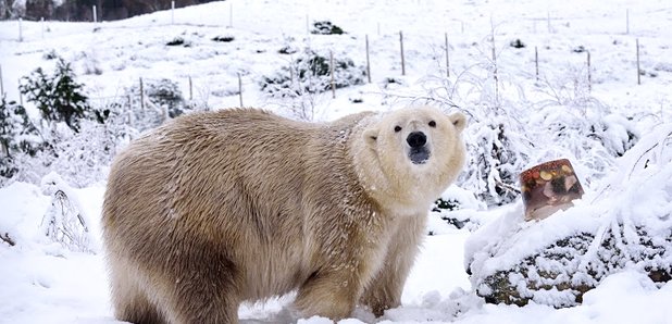 Highland Wildlife Park