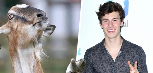 Shawn Mendes As A Goat Asset
