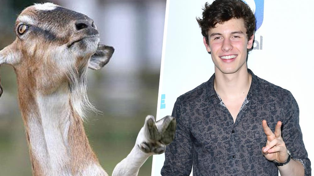 Shawn Mendes As A Goat Asset