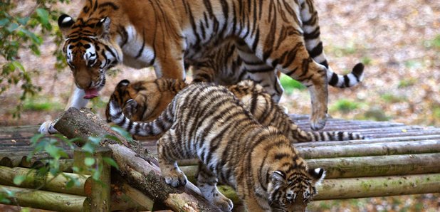 Highland Wildlife Park