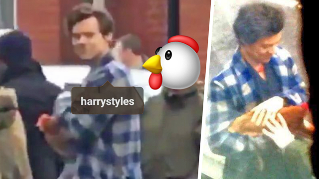 Harry Styles & A Chicken