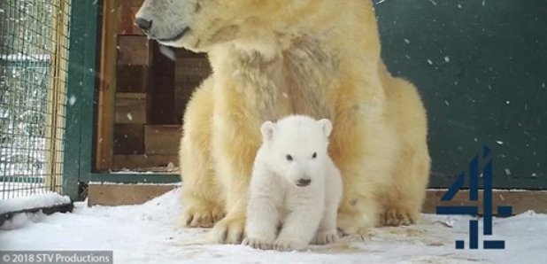 Highland Wildlife Park / STV & Channel 4