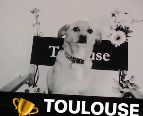 Ariana Grande Dog Wins Award Twitter