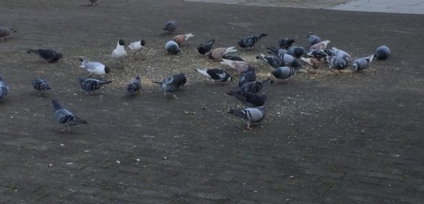 pigeons Waterlooville