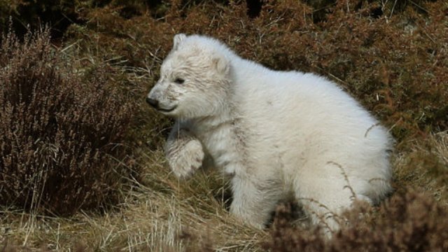 Polar bear cub highland wildlife park