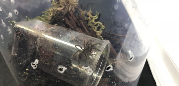 Baby Tarantulas dumped in Derbyshire