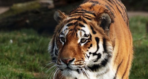 whipsnade, tiger